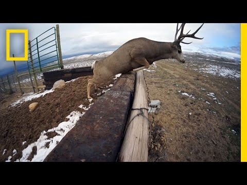 A Deer Migration You Have to See to Believe