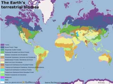 Visualizing biodiversity through the lens of ecoregions