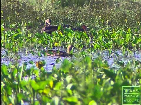 Gulf Coast Prairies Eco-Region- Texas Parks and Wildlife- [Official]