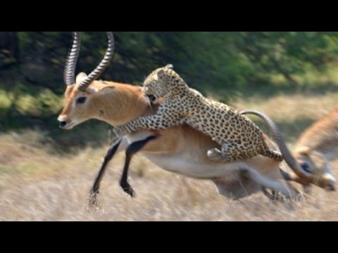 Leopard Attack: Antelope Narrowly Escapes Death