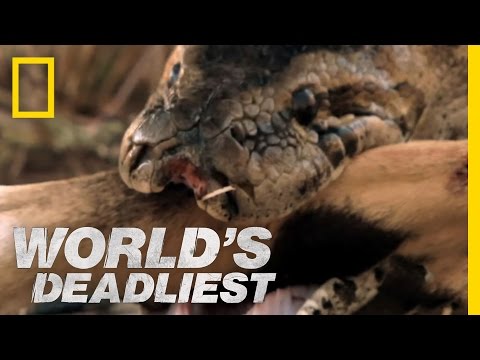 World's Deadliest - Python Eats Antelope