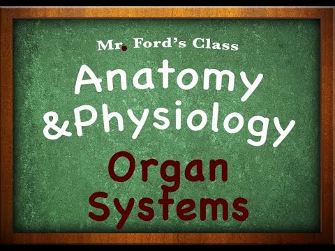 Introduction To Anatomy Physiology : Organ Systems (01:04)