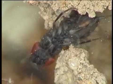 PHYSIOLOGICAL ENTOMOLOGY (Wiley-Blackwell): Houdini fly inflates head to break walls.