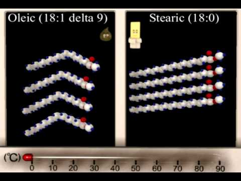 Lipid Structure Function Animation