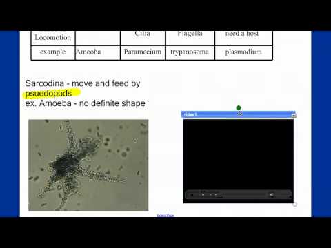 Protists review