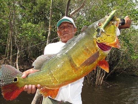 Peacock Bass Fishing on the Amazon's Rio Negro River