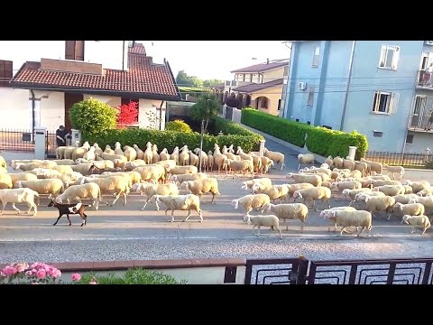 Several sheep stopped to snack on my neighbor's hedge, I couldn't stop laughing.