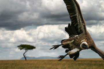 Vulture getting ready to strike. (by Dmitri Markine, CC BY 3.0)