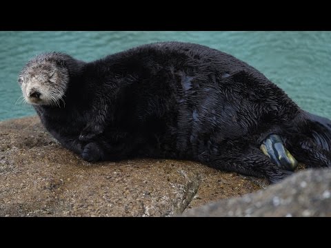 Watch a baby sea otter being born! (Spoiler alert: the miracle of life is graphic!)