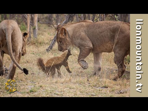 Honey Badger takes on 6 Lions | CAUGHT IN THE ACT