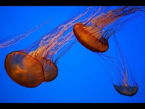 Monterey Bay Aquarium HD