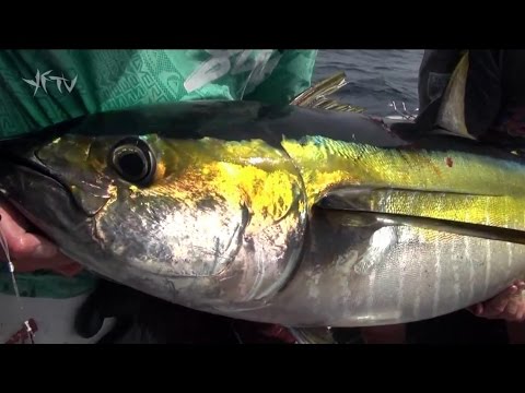 YELLOWFIN TUNA TROLLING JB - YouFishTV