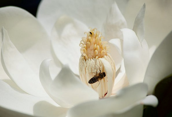 Magnolia-White-Flower-Pollen-Free-Image-Bee-Close--4630