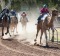 Riders leave a trail of dust in the Uluru Camel Cup.