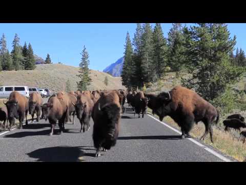 Bison Charge - Yellowstone National Park