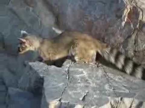 Ring Tailed Cat on Piestewa Peak