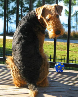 Airedale Terrier