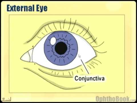 Ophthalmology Lecture - Eye Anatomy Part 1