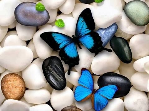 World's Most Beautiful Butterflies ( Full HD Documentary)