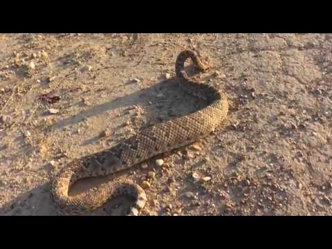 Rattlesnake Showdown (South Texas)