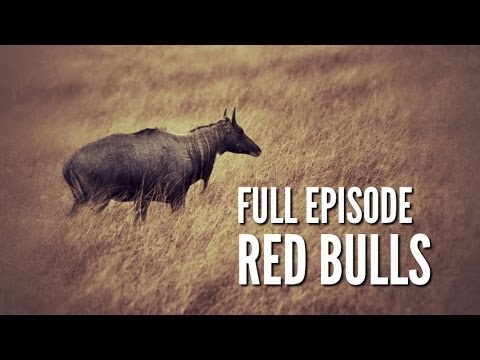 South Texas Nilgai Hunting - "Red Bulls"