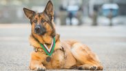 Injured US military dog receives top honour