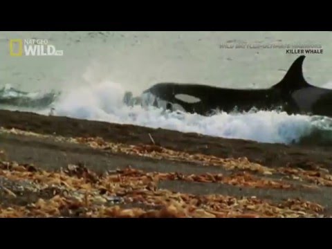 Killer whales - Nat geo wild