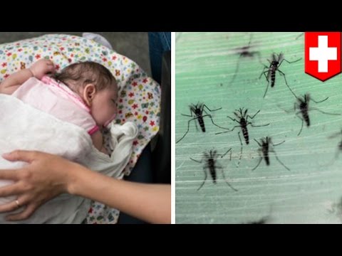 Zika virus infection: WHO warns Zika virus outbreak likely to spread across Americas- TomoNews