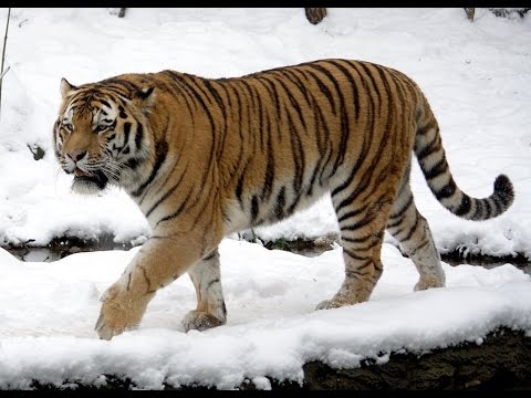 Siberian Tiger Quest (Full Documentary)