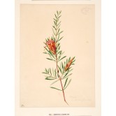 Lambertia formosa, by Joseph Lycett