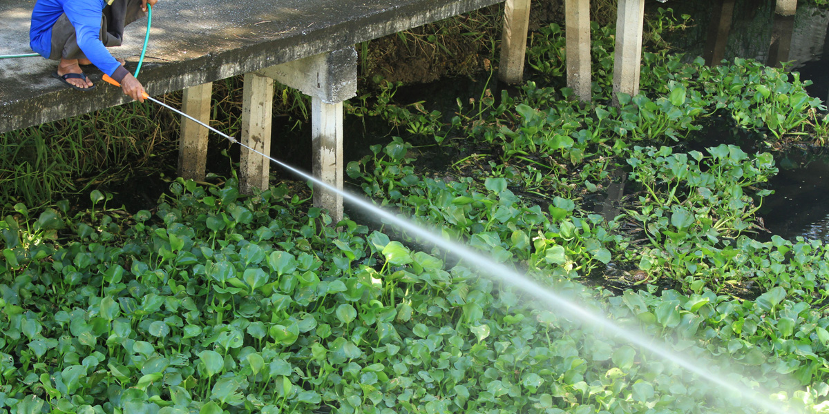 Man Spraying Herbicide from bridge