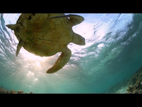 Great Barrier Reef Travel Video Guide, Queensland Australia