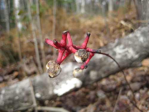 White Baneberry