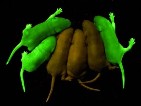 Glowing Rats and Extreme Genetic Engineering