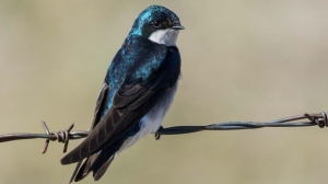 A Bird on a Wire