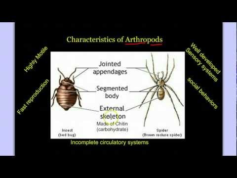 Invertebrate Diversity Part 3: Introduction to Arthropods