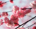 generic cherry blossoms 2