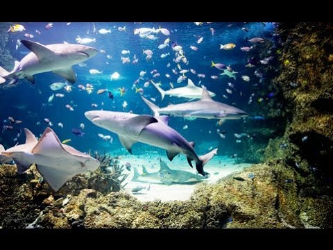 Sydney, Australia: Aquarium & Wildlife World