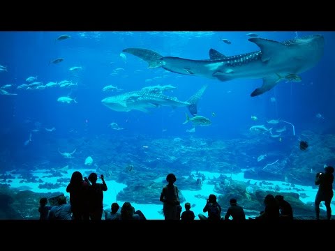 Georgia Aquarium Atlanta GA Aug 2015 4K UHD