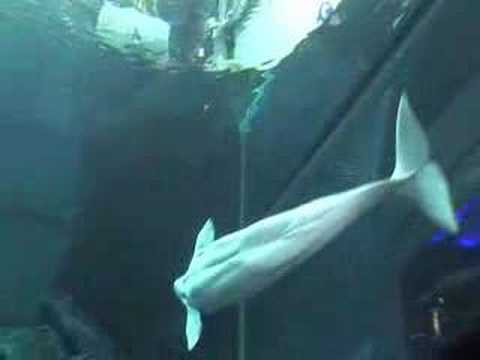 Tour the Georgia Aquarium