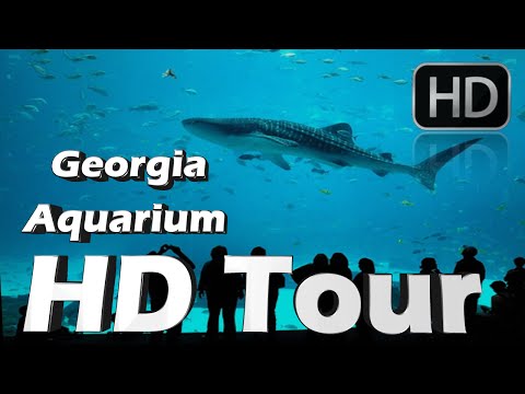 Georgia aquarium HD Tour