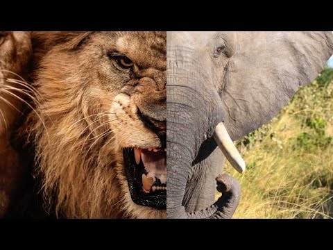 Top 10 World's Most Dangerous Animals