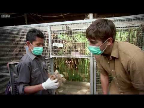 Shocking Undercover Scenes: Illegal Animal Trade - Indian Ocean With Simon Reeve - BBC