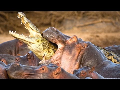 Top 10 Deadliest Animals On The Planet