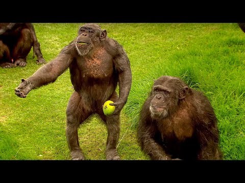 How to Speak Chimpanzee - Extraordinary Animals - Series 2 - Earth