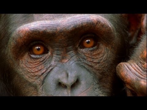 World's Deadliest - Killers Like Us: Chimpanzees