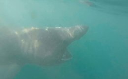 Kayaker Has a Close Encounter With Basking Shark Off Kilkee, Ireland Read more at http://www.liveleak.com/view?i=5cd_1460588704#w3PgRWlbiB5AklAz.99