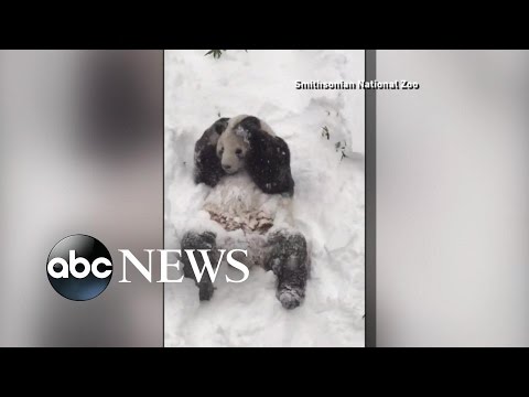 Panda Bear Frolics in Snow at Smithsonian's National Zoo