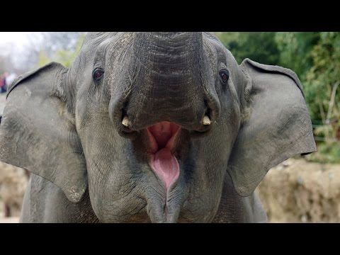 Wild Inside the National Zoo: Elephant Intelligence