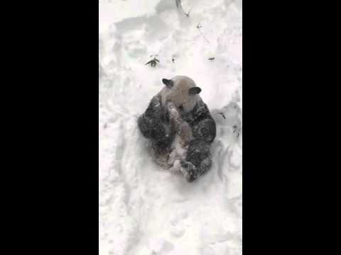 Tian Tian in the Snow Jan. 23, 2016